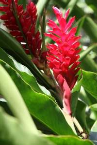 Flowers of the tropical garden